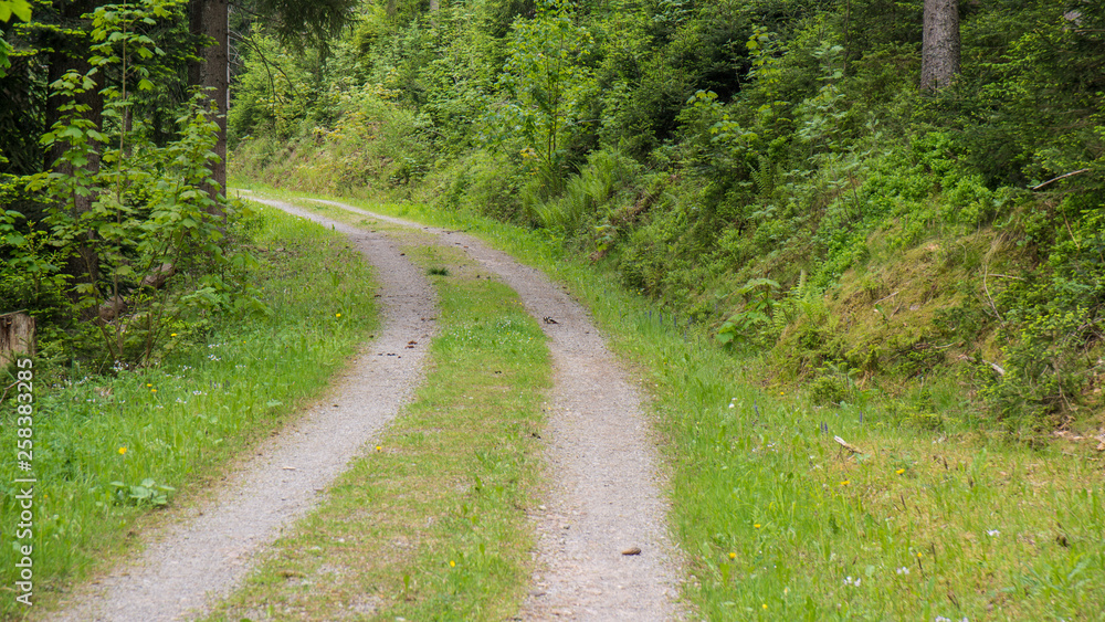 Naklejka premium country road small path with