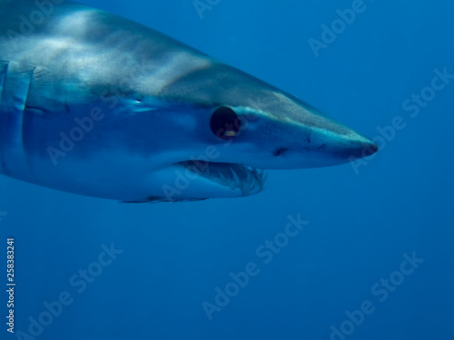 Mako Shark  Isurus oxyrinchus 