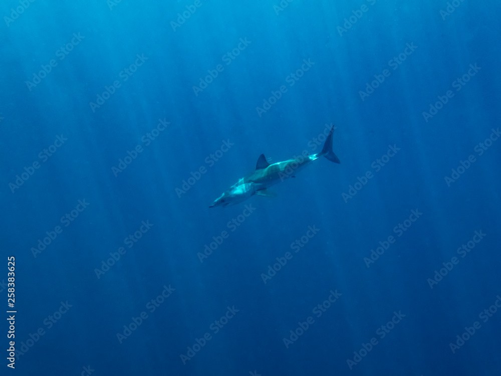 Naklejka premium Mako Shark (Isurus oxyrinchus)