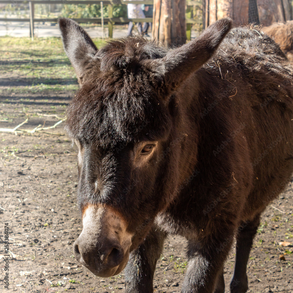 Fototapeta premium Portrait of a donkey
