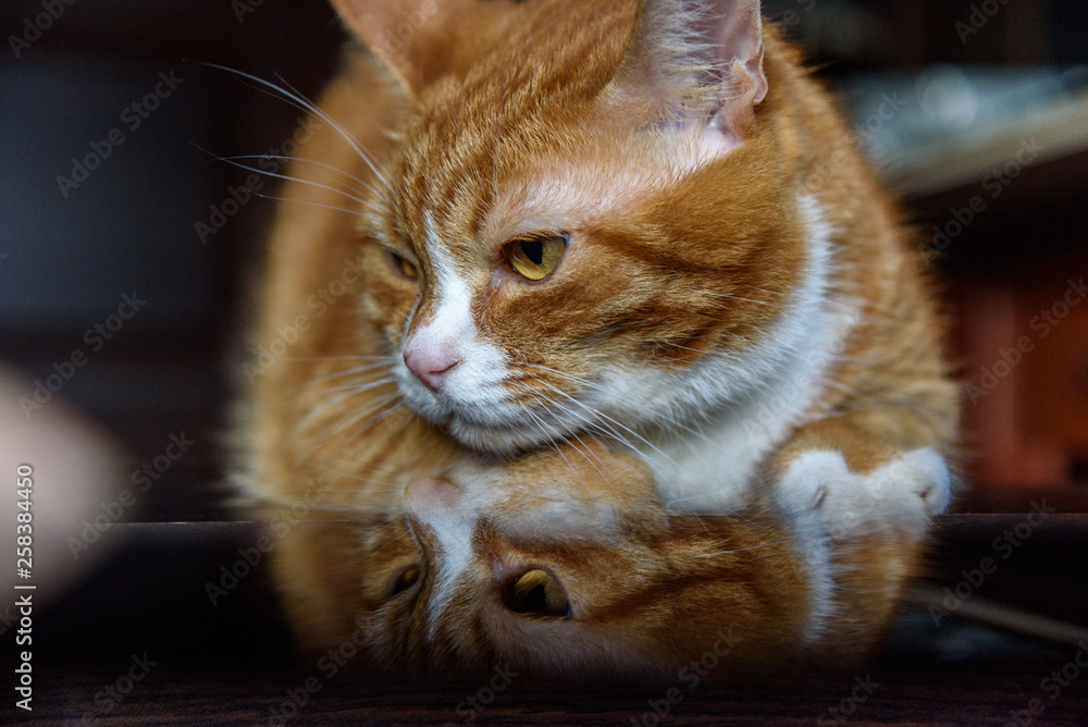 Closeup portrait of a cat.
