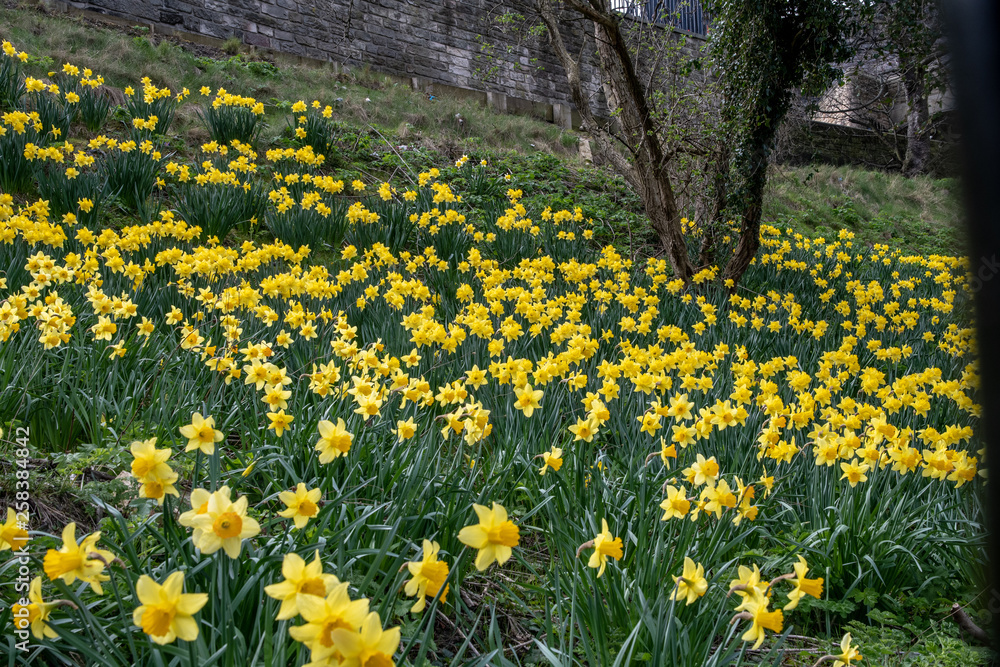 Spring daffodils in Princes Gardens Edinburgh