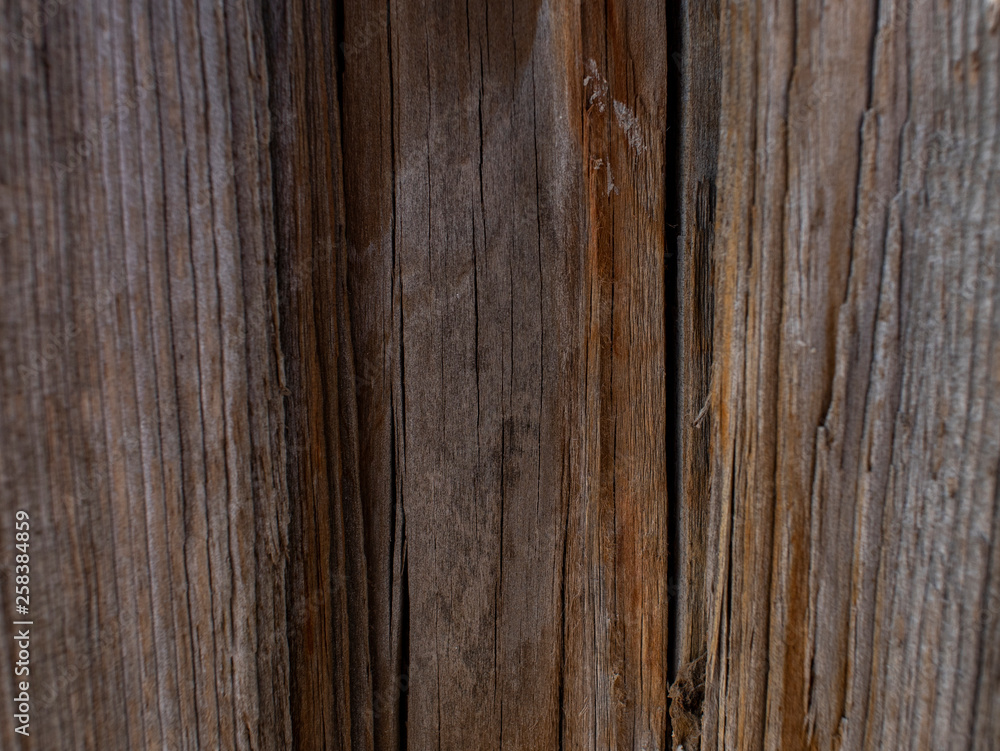 Fototapeta premium Beautiful natural wooden background. dry tree trunk.wood texture