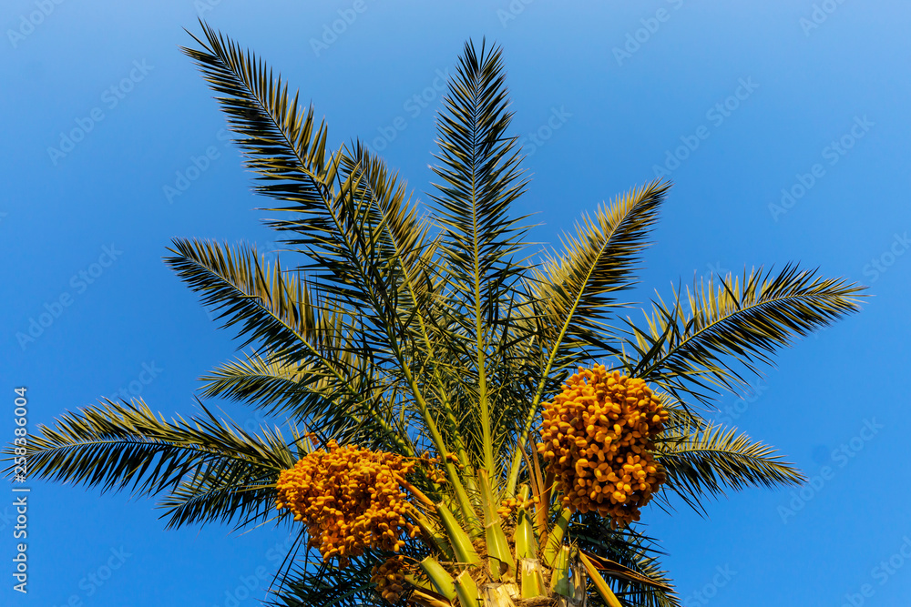 Tropical palm with dates fruits.Bottom view Tropical palm with dates fruits.Bottom view