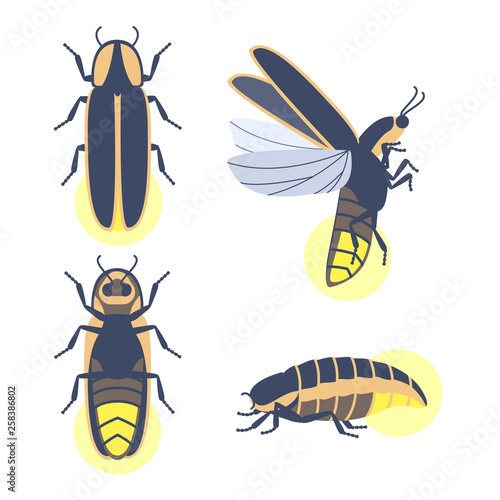 Insect beetle firefly. Vector set of four simple flat drawings with different angles.