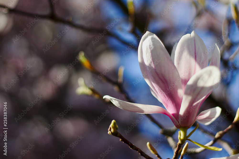 Fototapeta premium Kwitnaca drzewa magnolia