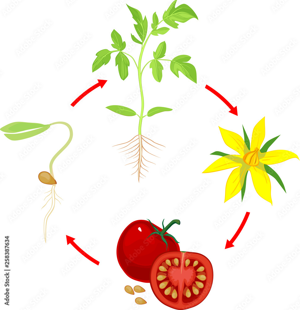 Life cycle of tomato plant. Stages of growth from seed and sprout to ...