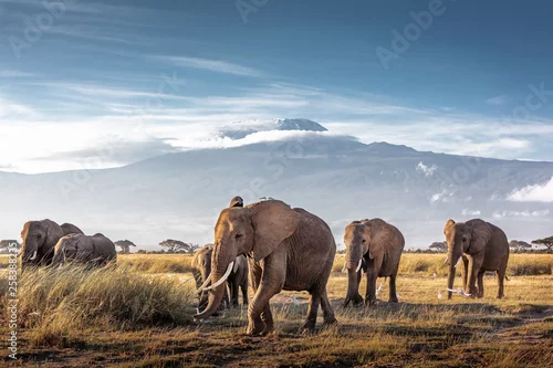 Obraz Stado słoni afrykańskich przed Kilimandżaro
