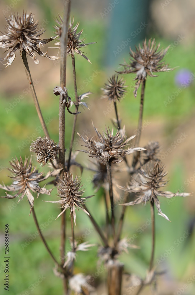 Atry jesienne, zeszłoroczne pedy kwiatowe, Aster Atry jesienne, zeszłoroczne pedy kwiatowe, Aster