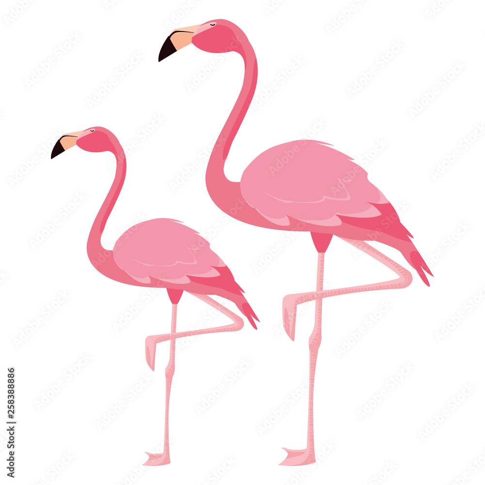 Fototapeta elegancka para ptaków flamingo