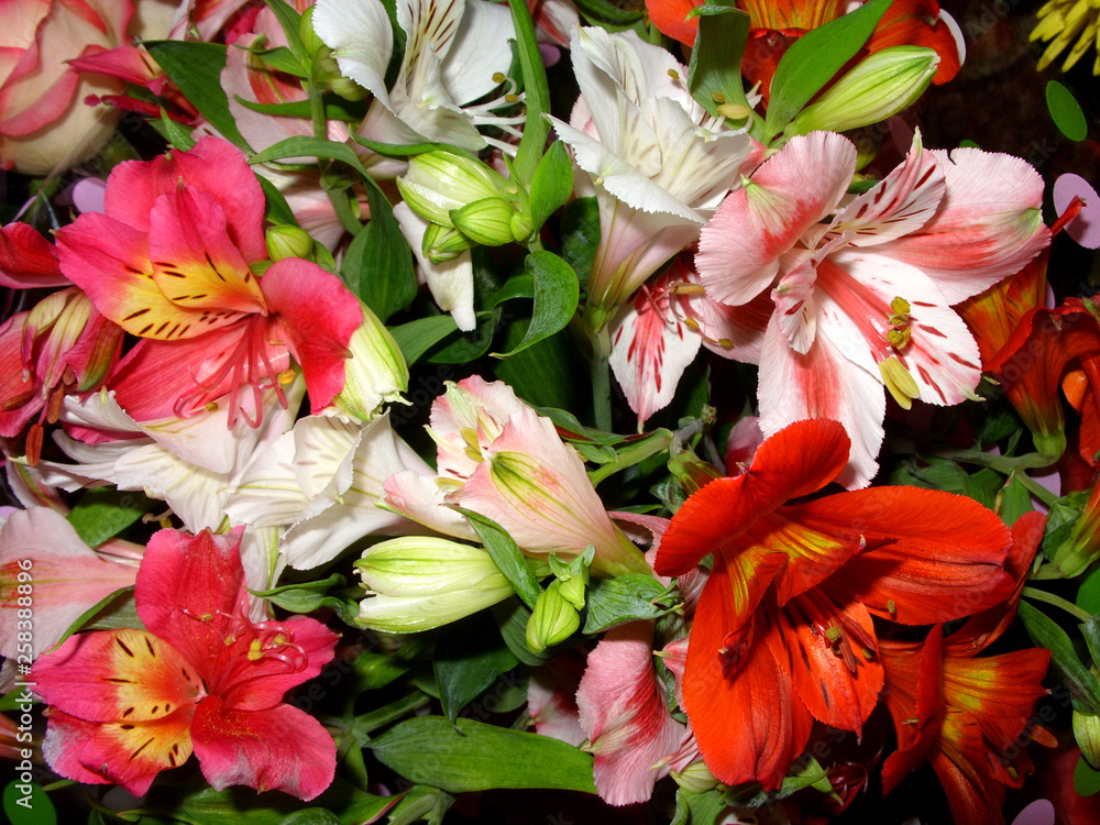 Obraz premium bright beautiful flowers