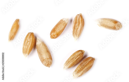 Macro spelt grain isolated on white background, top view 