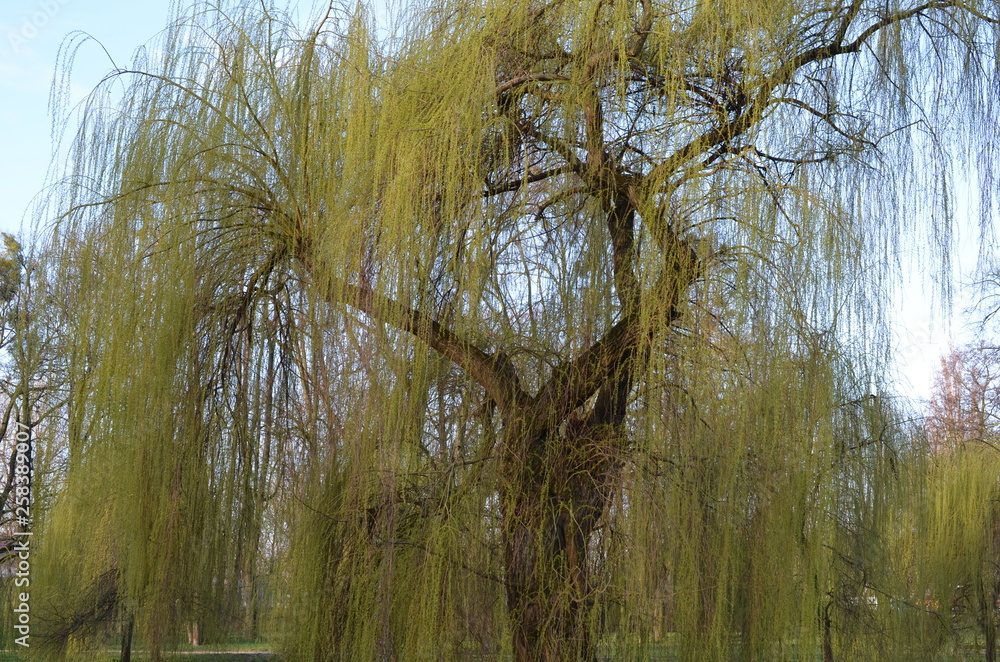 Wierzba płacząca, żałobna, wiosna, Salix sepulcralis 'Chrysocoma'