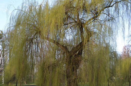 Obraz na płótnie Wierzba płacząca, żałobna, wiosna, Salix sepulcralis 'Chrysocoma' w salonie
