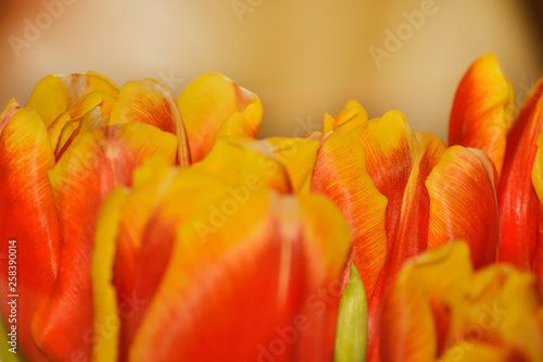 tulips on warm gray background