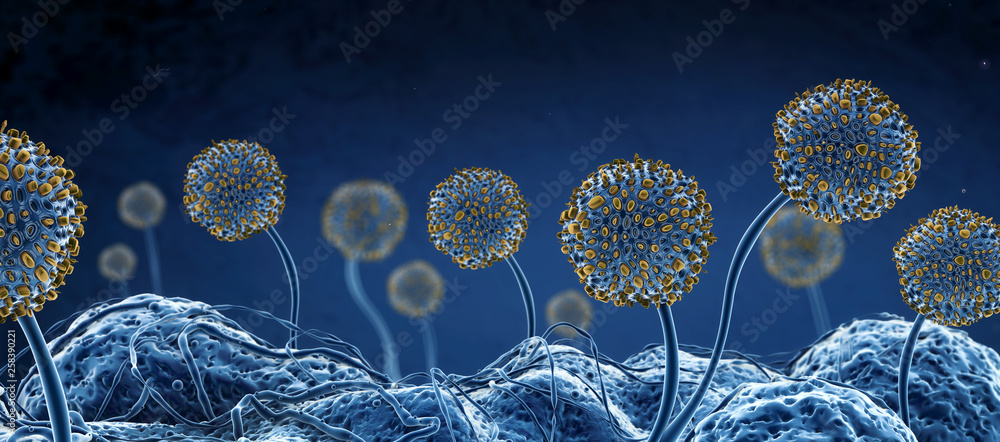 Microscopic image of growing molds or mold fungus and spores - 3d  illustration ilustración de Stock | Adobe Stock