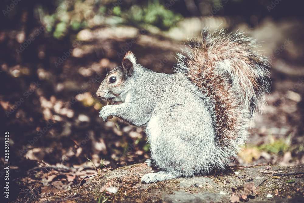 Gray funny squirrel holds potato chips in his paws and entertains tourists in London Gray funny squirrel holds potato chips in his paws and entertains tourists in London