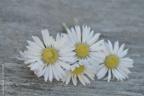 Daisy flowers on rustic background