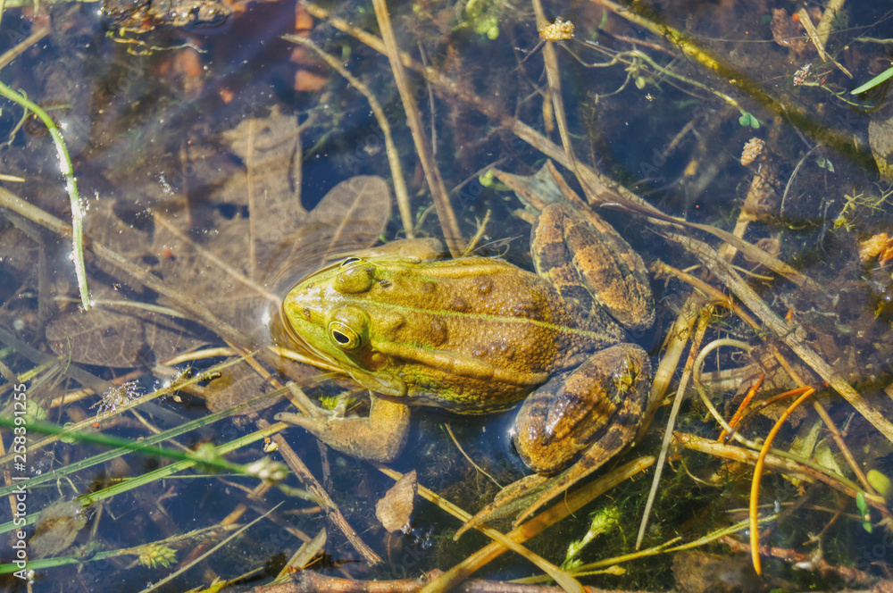 with the arrival of spring, the frogs scramble out of the mud and lay a screech from which the tadpoles lie with the arrival of spring, the frogs scramble out of the mud and lay a screech from which the tadpoles lie