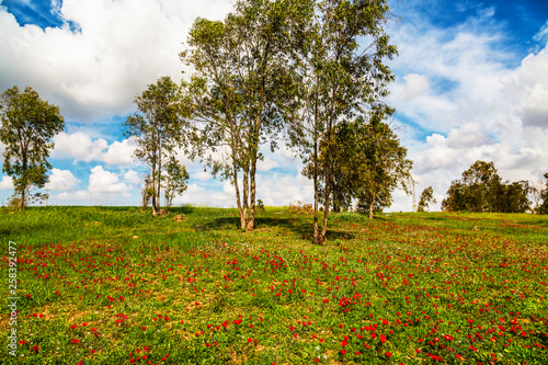 Tableau sur toile Flowering anemones in the Negev desert in the forest of Shocked in February, Isr