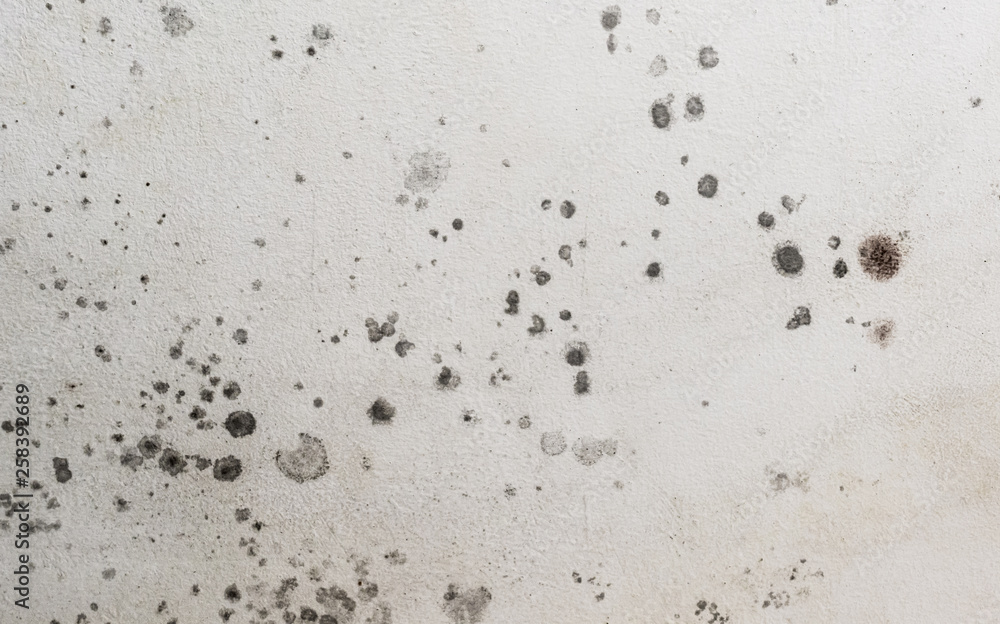 Close up details of black toxic mold spots. Fungus spores and bacteria growing on a white wall. Concept of condensation, damp, water infiltration, high humidity and respiratory problems. Close up details of black toxic mold spots. Fungus spores and bacteria growing on a white wall. Concept of condensation, damp, water infiltration, high humidity and respiratory problems.