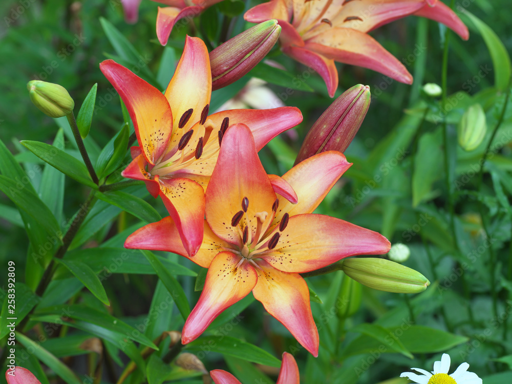 Fototapeta premium Closeup orange red yellow white Lily flowers in a garden bed, Macro shot, Pistil and stamen and bud and drop scent oil.