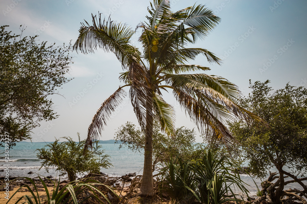 Tropical coconut palm trees at the beach