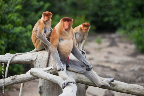 Photography Family of Proboscis monkeys with a alpha of pack, Nasalis larvatus, sitting on the tree trunks