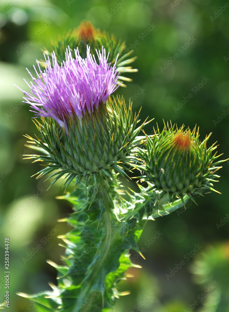 In nature, bloom is thistle - Onopordon acanthium In nature, bloom is thistle - Onopordon acanthium