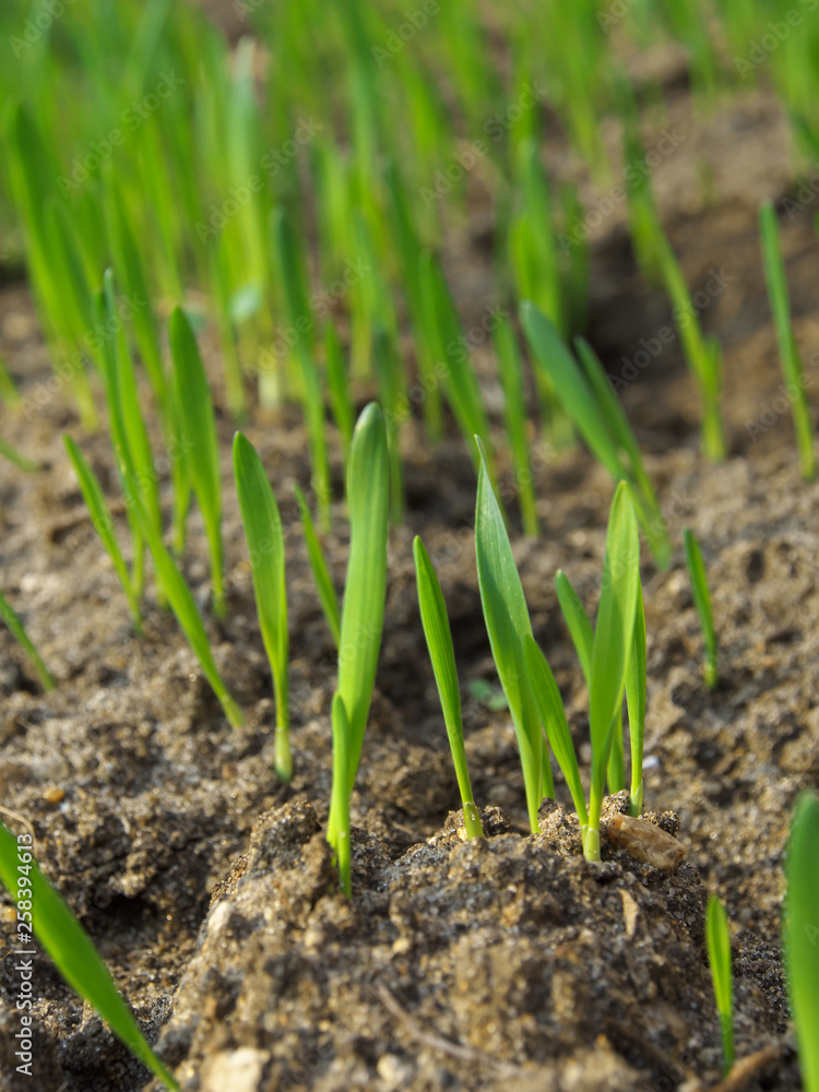 The seedlings are growing from the fertile soil, concept of agriculture. The seedlings are growing from the fertile soil, concept of agriculture.