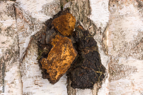Chaga mushroom natural medicine from birch © Achondryt
