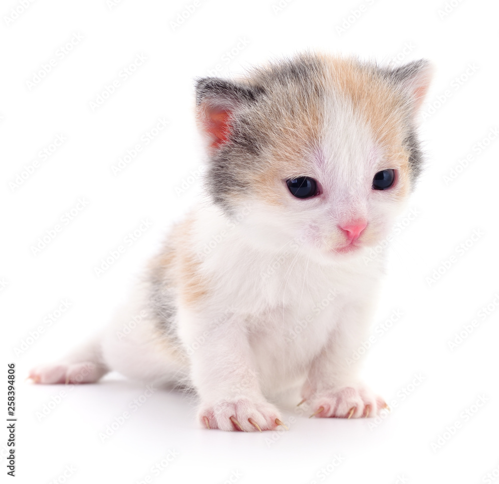 Small brown kitten. Small brown kitten.