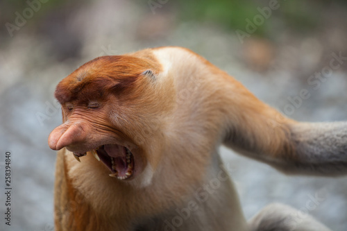 Portrait of male Proboscis monkeys, Nasalis larvatus, yawning with big nose and teeth. photo
