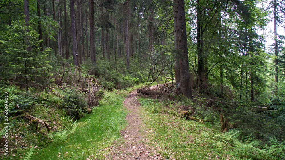 hiking path through black forest hiking path through black forest