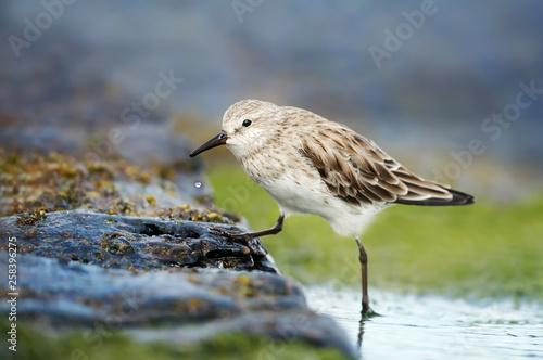 Sanderling in water looking for marine crustaceans and fish to eat