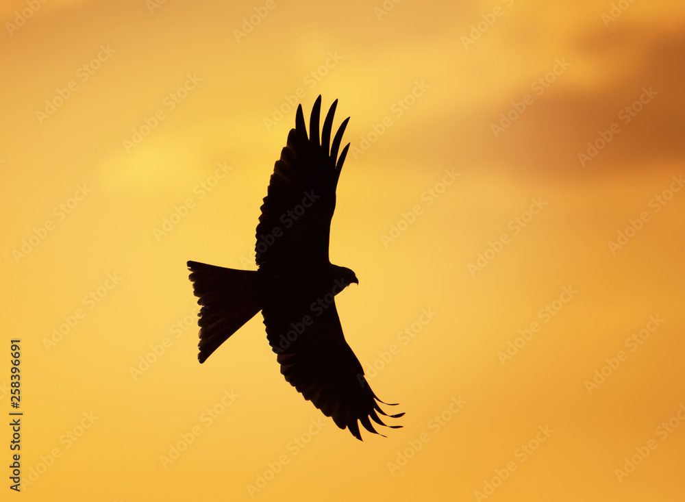 Fototapeta premium Silhouette of a red kite in flight