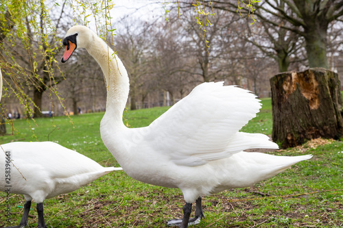 Beautiful Couple white swans communicate on green grass in Hyde Park, London close up