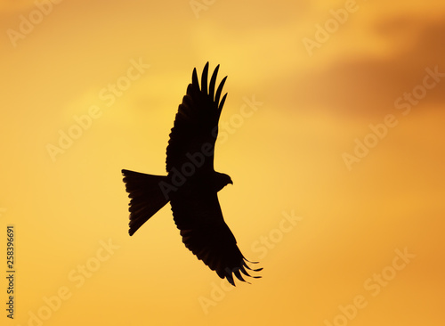 Silhouette of a red kite in flight