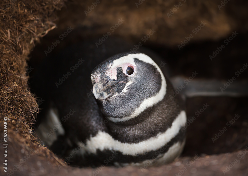 Close-up of Magellanic penguin in the burrow
