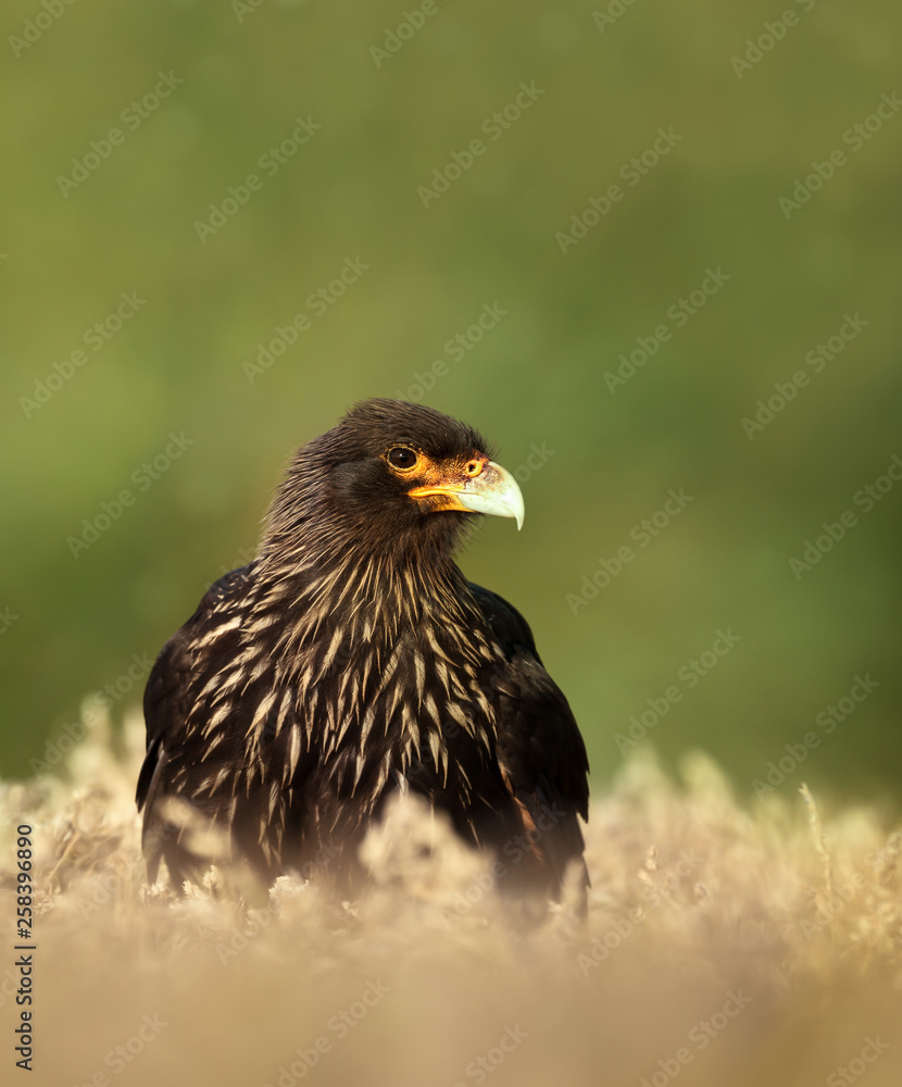 Fototapeta premium Close-up of Striated Caracara against green background