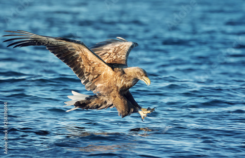Close up of a White-tailed sea Eagle catching a fish