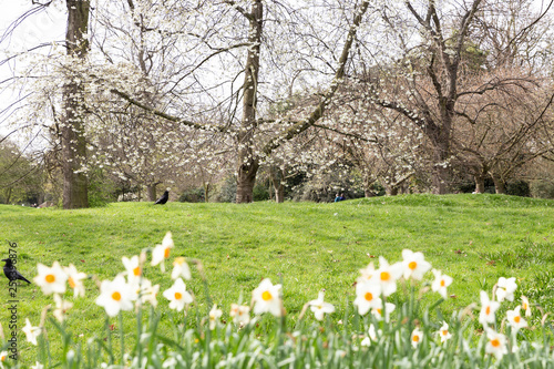 Spring - blossom tree, flowers and green grass in Hyde Park, London, England