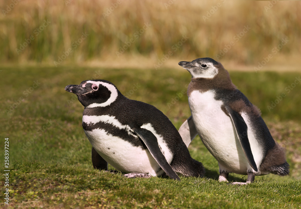 Fototapeta premium Magellanic penguin with a juvenile walking on grass