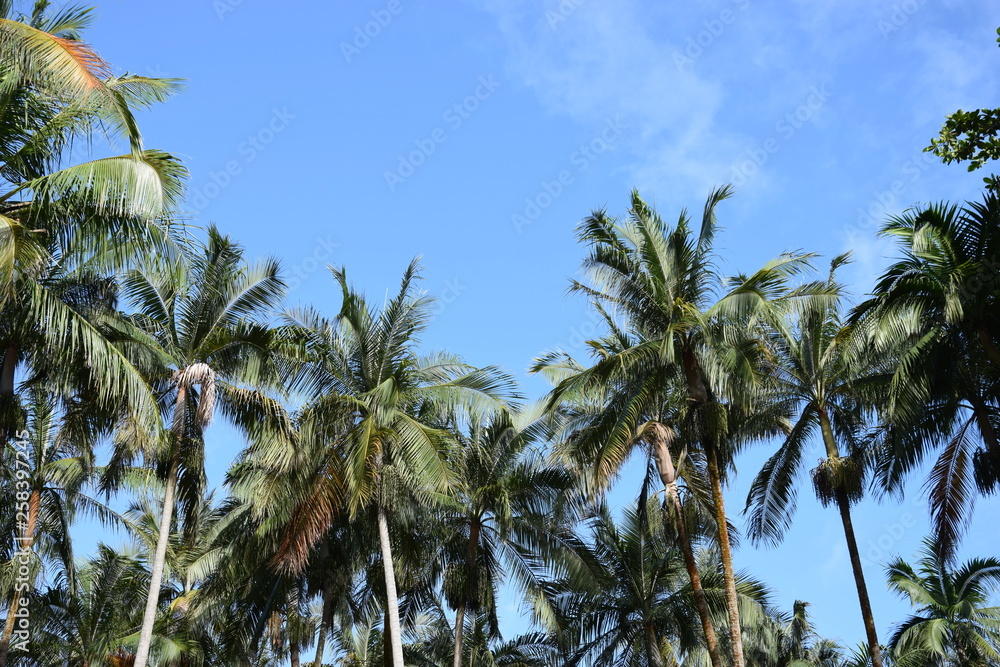 Fototapeta premium Anse des cascades, La Réunion
