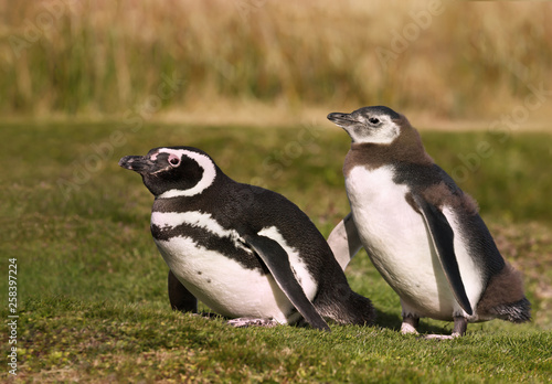 Magellanic penguin with a juvenile walking on grass