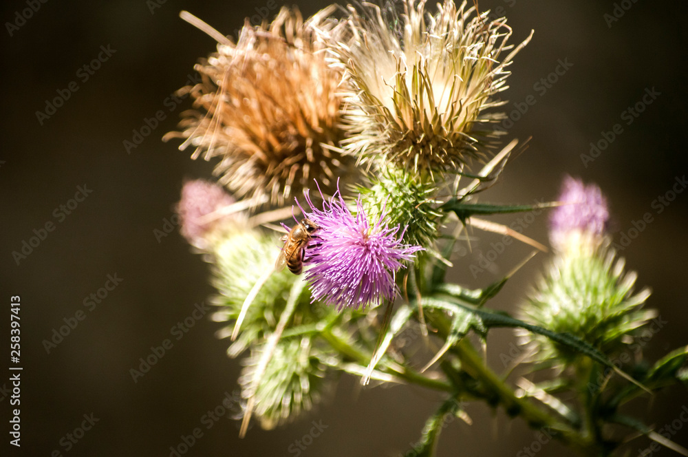 A beautiful color of blooming head donkey thistle closeup as natural floral background A beautiful color of blooming head donkey thistle closeup as natural floral background