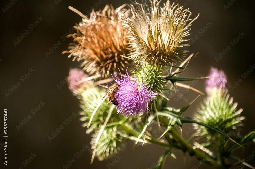 A beautiful color of blooming head donkey thistle closeup as natural floral background A beautiful color of blooming head donkey thistle closeup as natural floral background