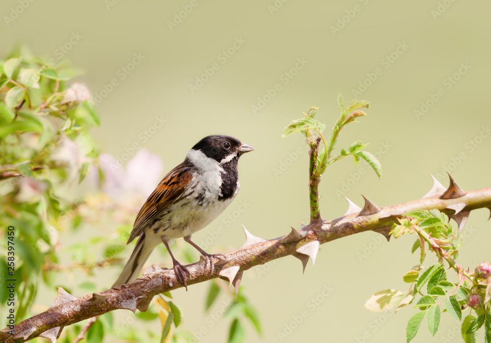 Obraz premium Common reed bunting perched in a rose bush