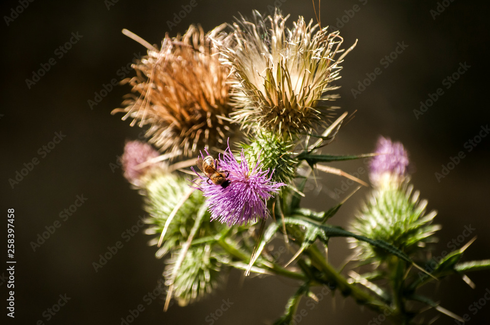 A beautiful color of blooming head donkey thistle closeup as natural floral background A beautiful color of blooming head donkey thistle closeup as natural floral background