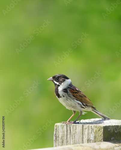 Common reed bunting perched on a wooden post